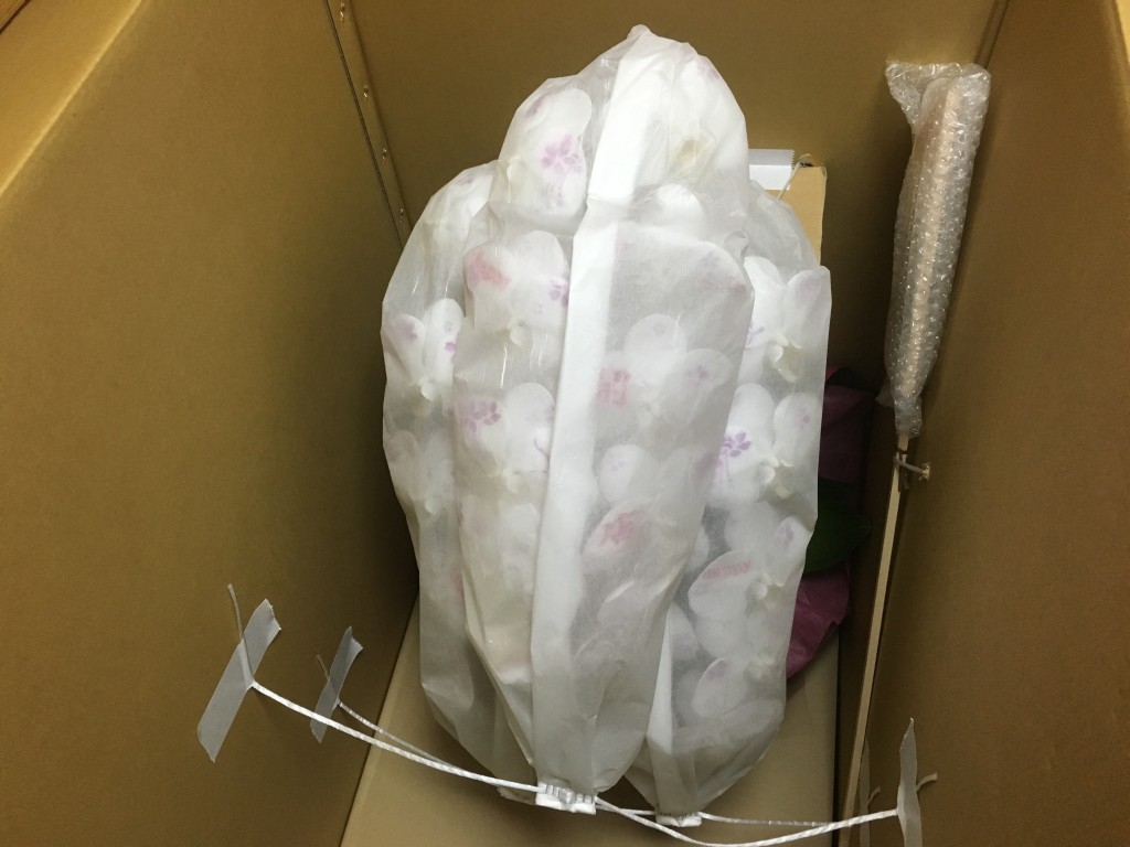 化粧蘭