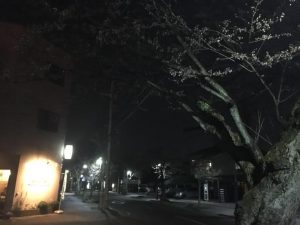福井市照手の夜の道