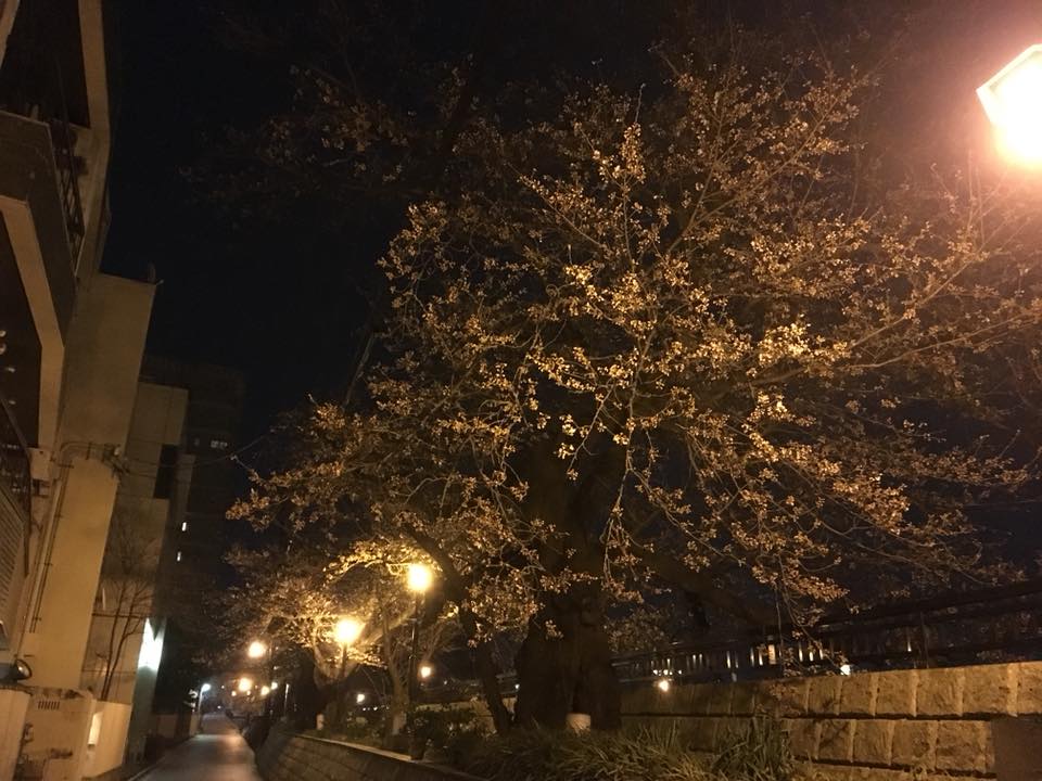 2018年3月28日の福井の桜