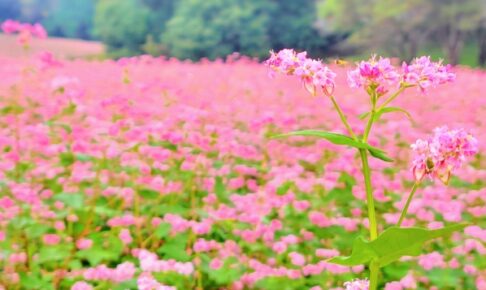 幸運のイメージ