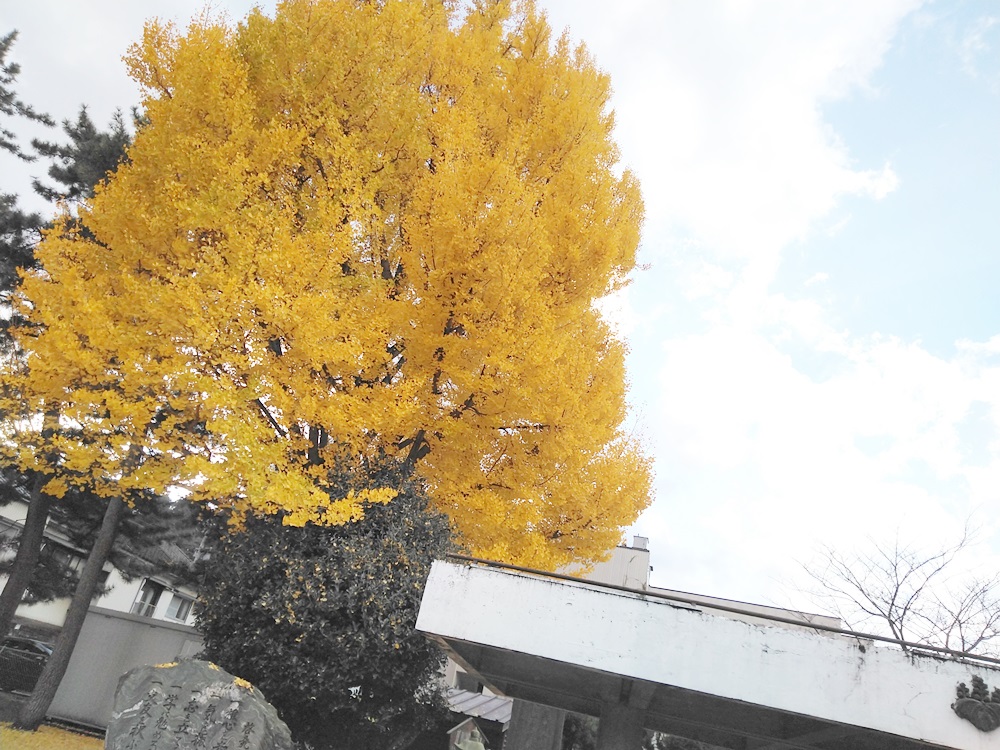 橋本佐内公園の銀杏の木