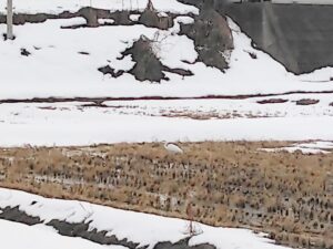 農道で見かけた白鷺