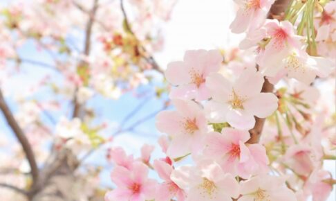 桜