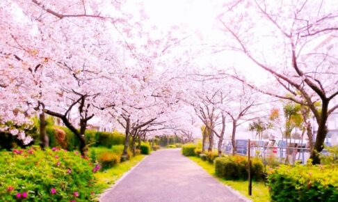 春の桜のイメージ