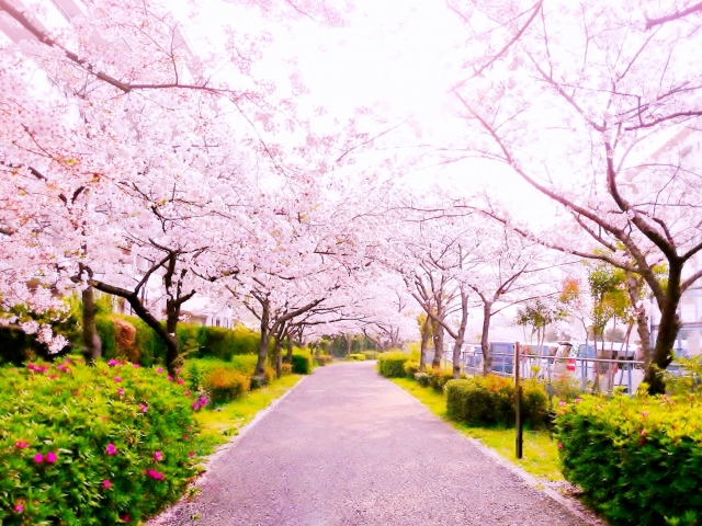 春の桜のイメージ