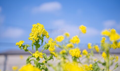 菜の花