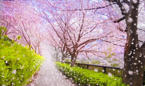 桜並木イメージ