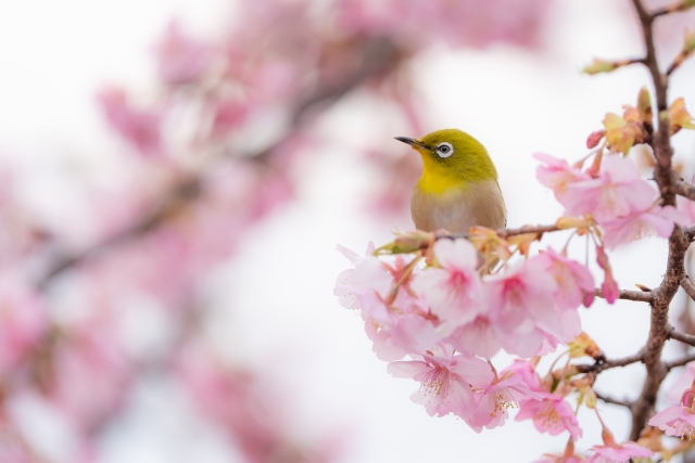 桜