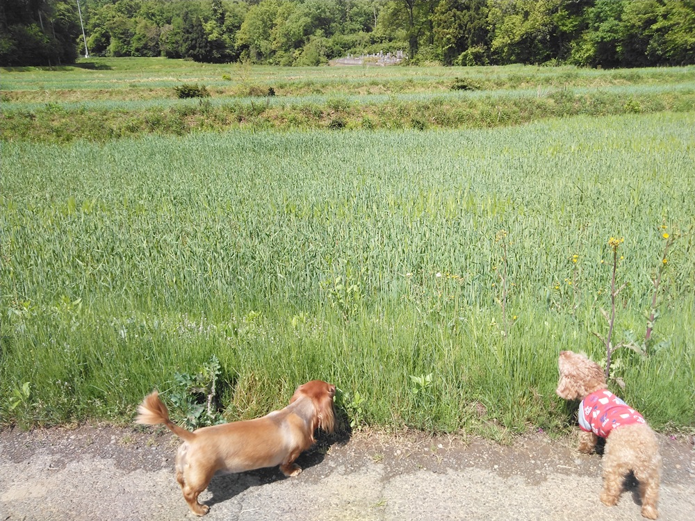 大麦の緑と犬
