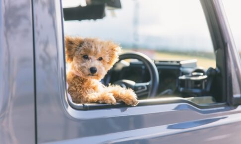自動車と犬
