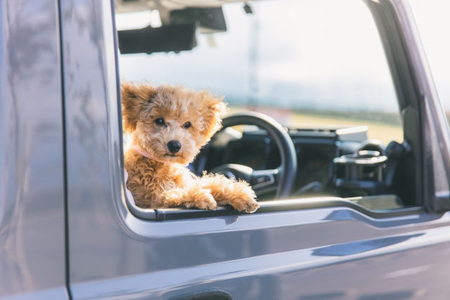 自動車と犬
