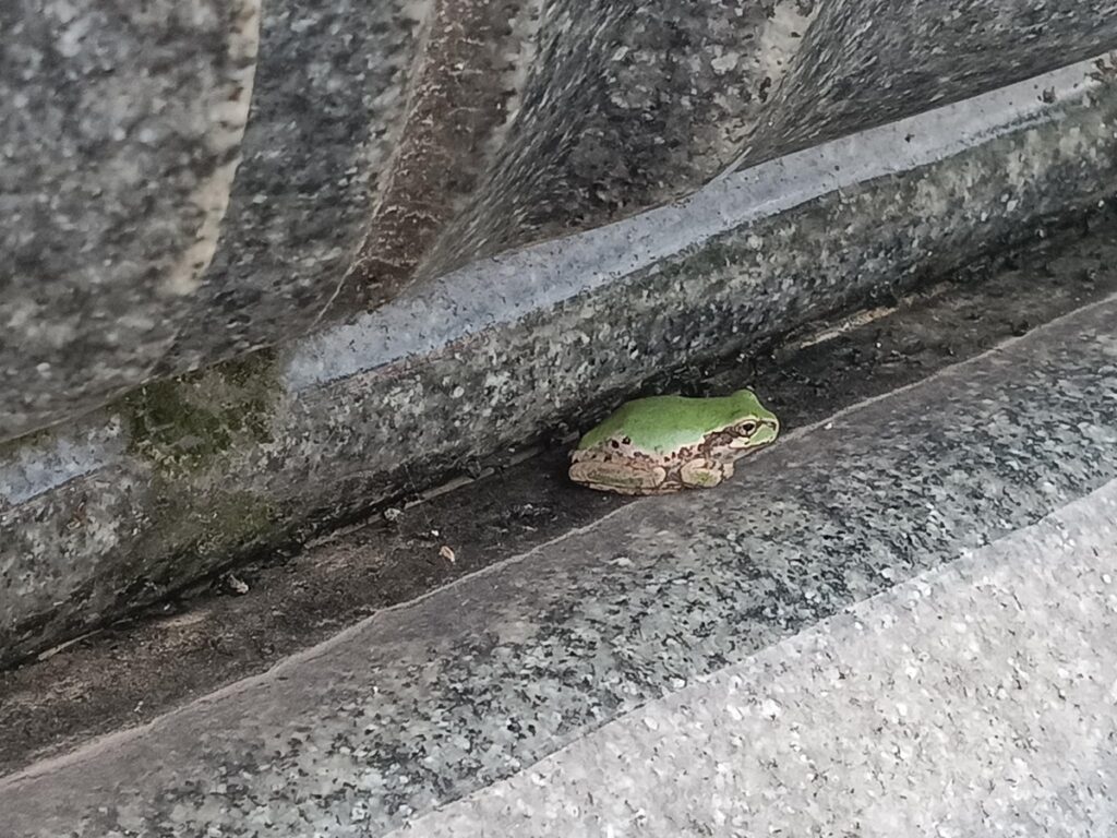 南部家のお墓と蛙